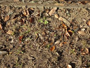 ～　擬態☆見つけたい！　#12　～