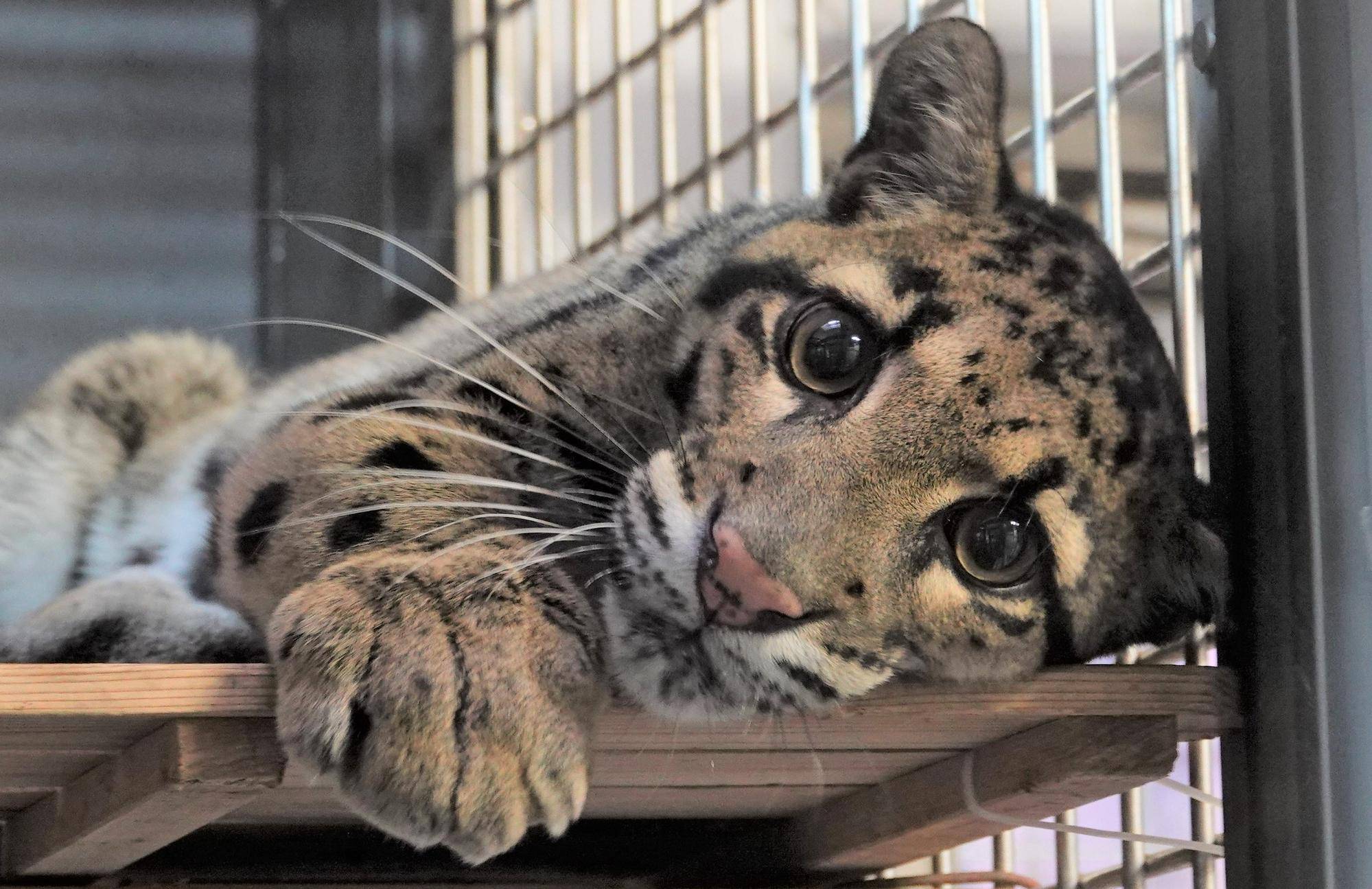 ウンピョウが来園しました!の写真