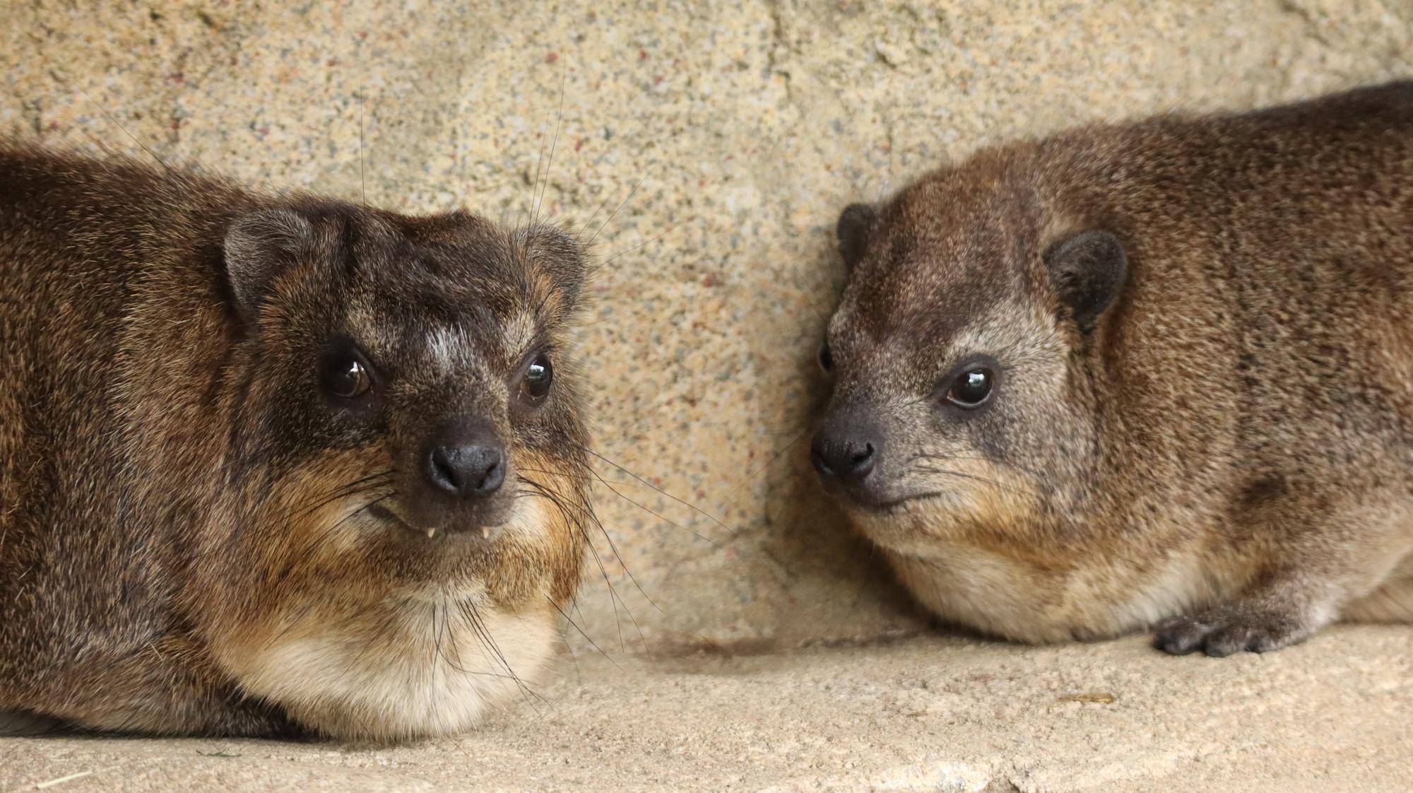 トロロともちの同居①の写真