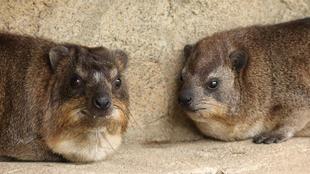 トロロともちの同居①