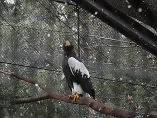 オオワシの近況報告