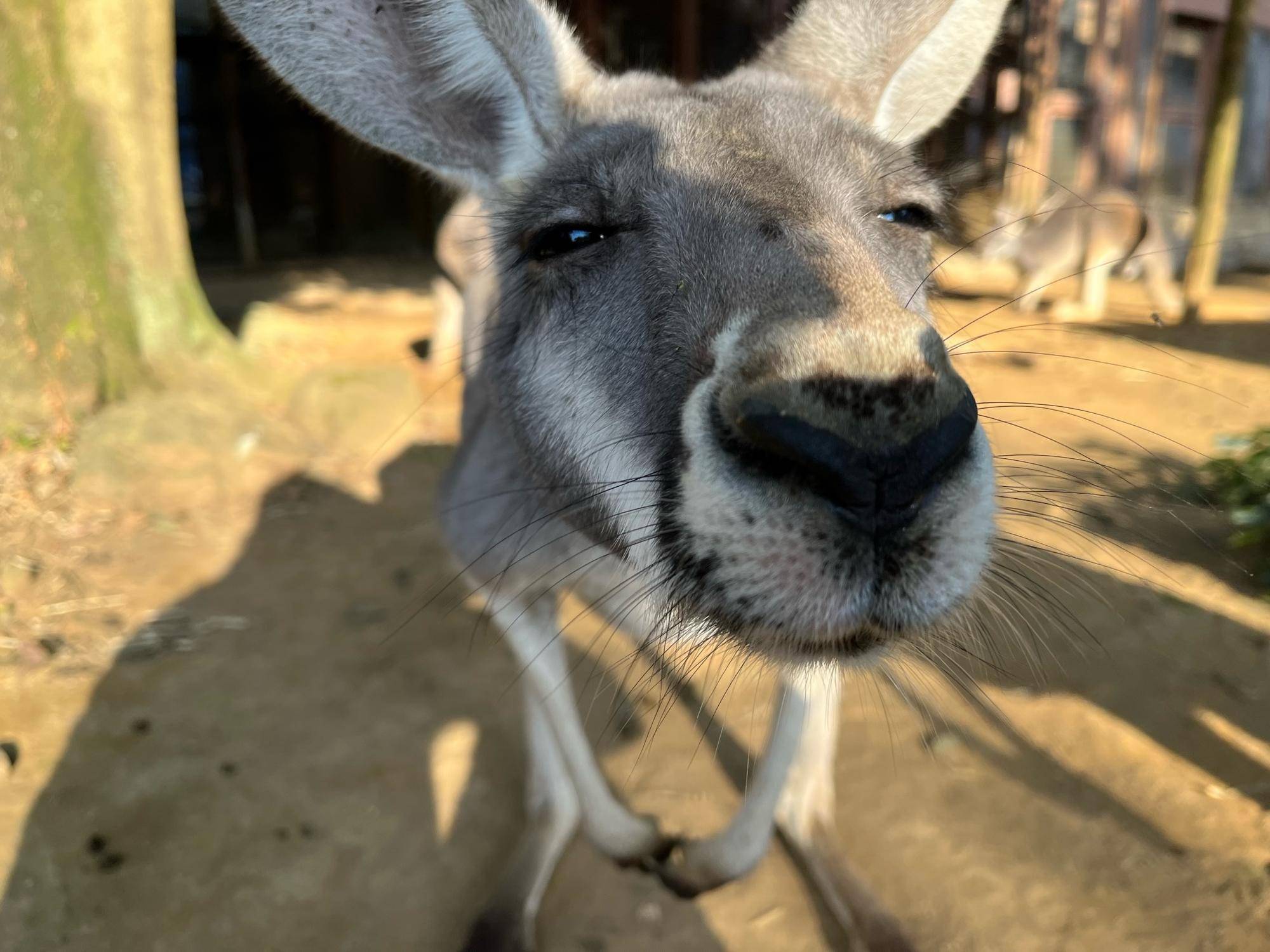 アカカンガルー個体紹介 メス(後編)の写真