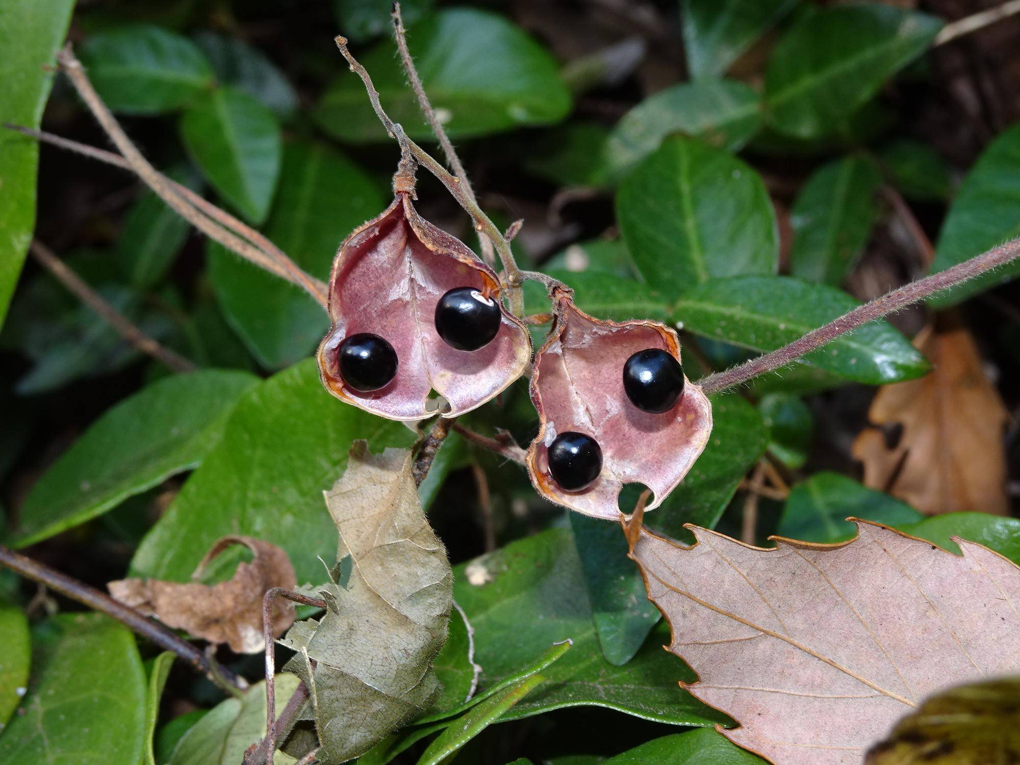 ~ タンキリマメ ~の写真