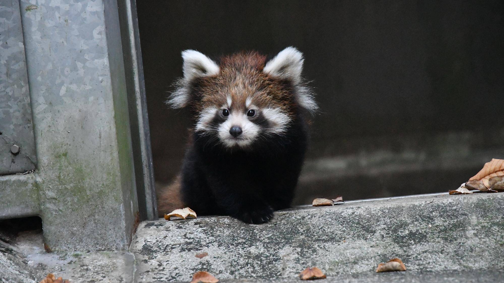 レッサーパンダすくすく成長日記　[まだまだ、シュート練習！！！]の写真