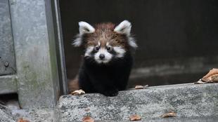 レッサーパンダすくすく成長日記　[まだまだ、シュート練習！！！]