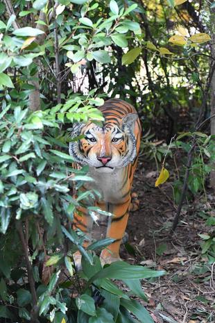 スマトラトラ展示場の新しい仲間♪