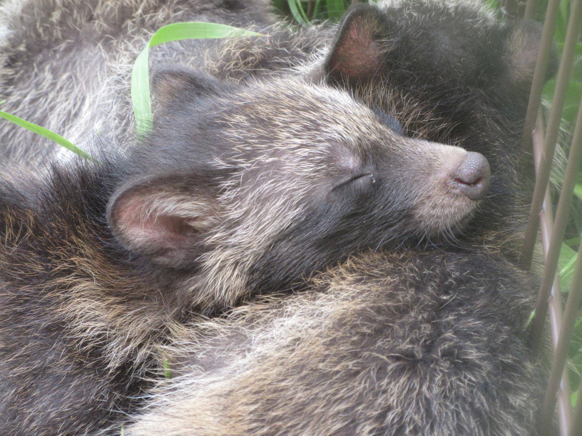 傷病動物ブログ①の写真
