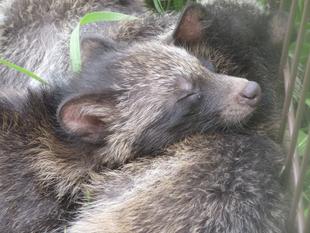 傷病動物ブログ①