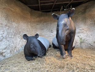 うり坊成長日記　担当者が好きな瞬間編