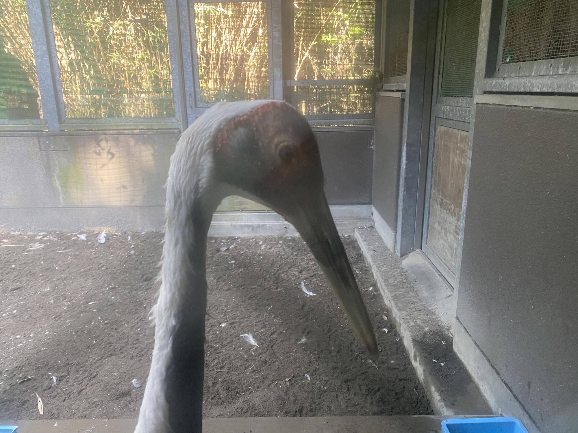 最近のタンチョウとマナヅルの写真