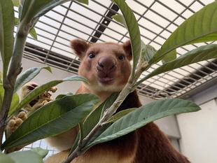 キノボリカンガルーが見ている世界