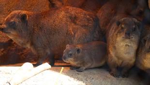 「こがね」展示場へ！