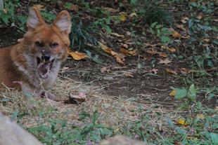 ドローレスとドラにちょっとしたエンリッチメントを．．．「２」