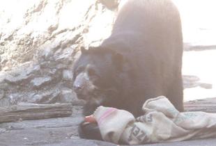 新たなエンリッチメントの試み（メガネグマ③）ルイス編