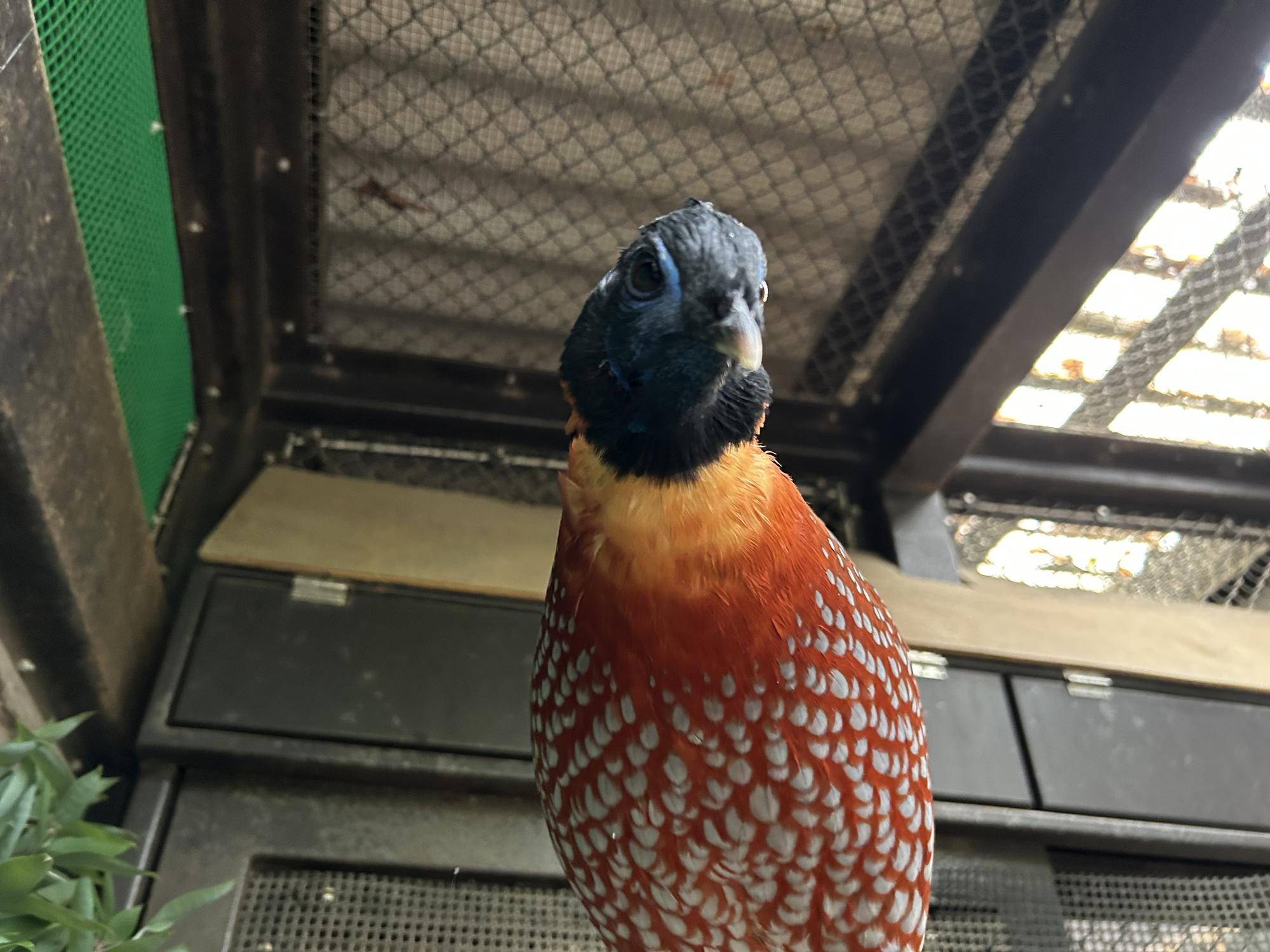 ベニジュケイ 引っ越し先での過ごし方の写真