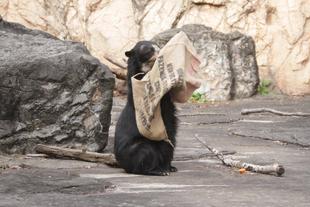 新たなエンリッチメントの試み（メガネグマ③）美雨編その②