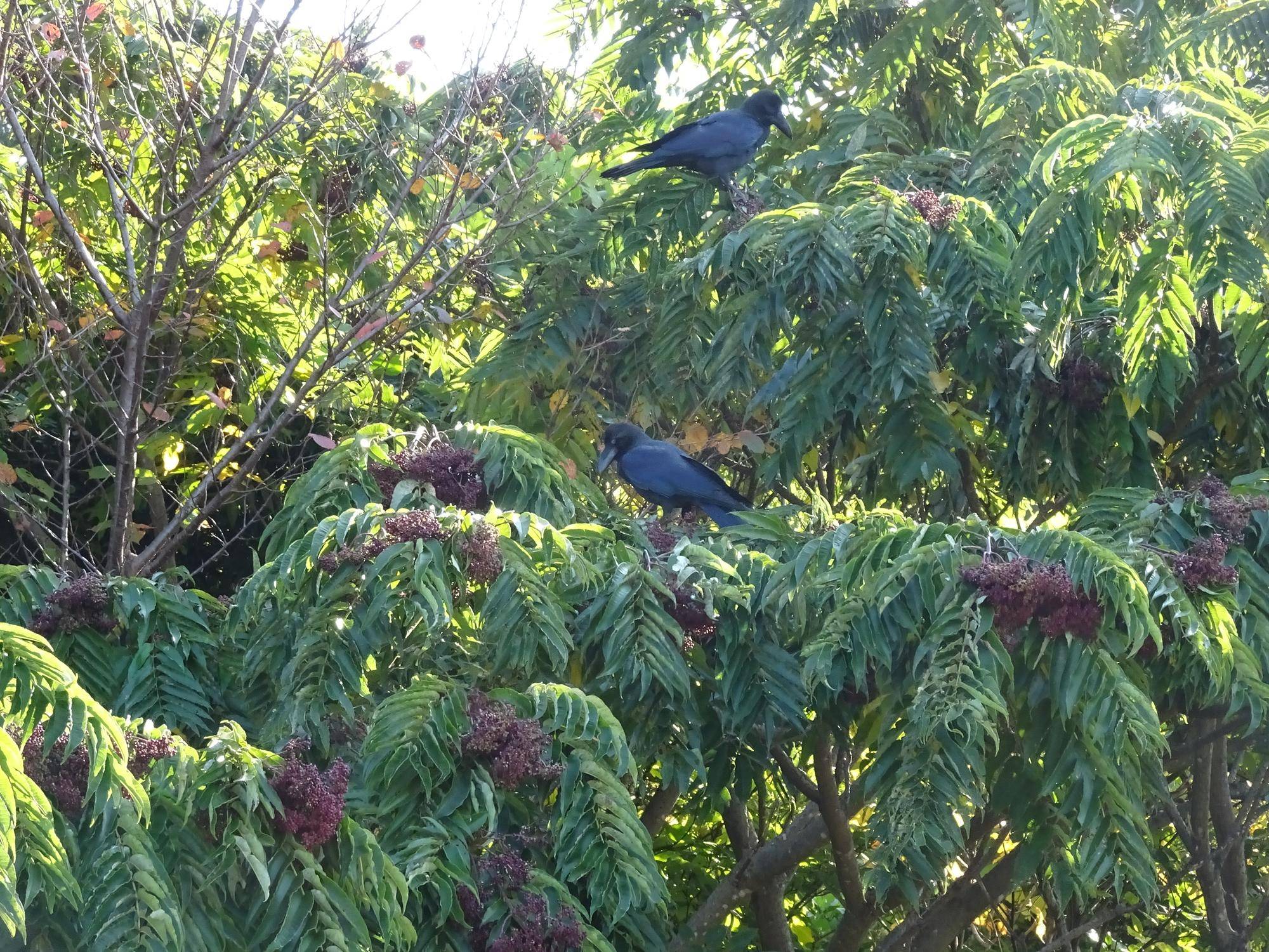 ~ カラスザンショウ with カラス ~の写真