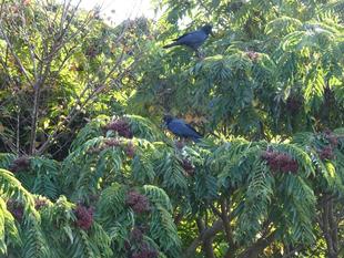 ～　カラスザンショウ with カラス　～