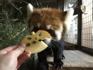 レッサーパンダ舎のハロウィン② ~キク・ララ~