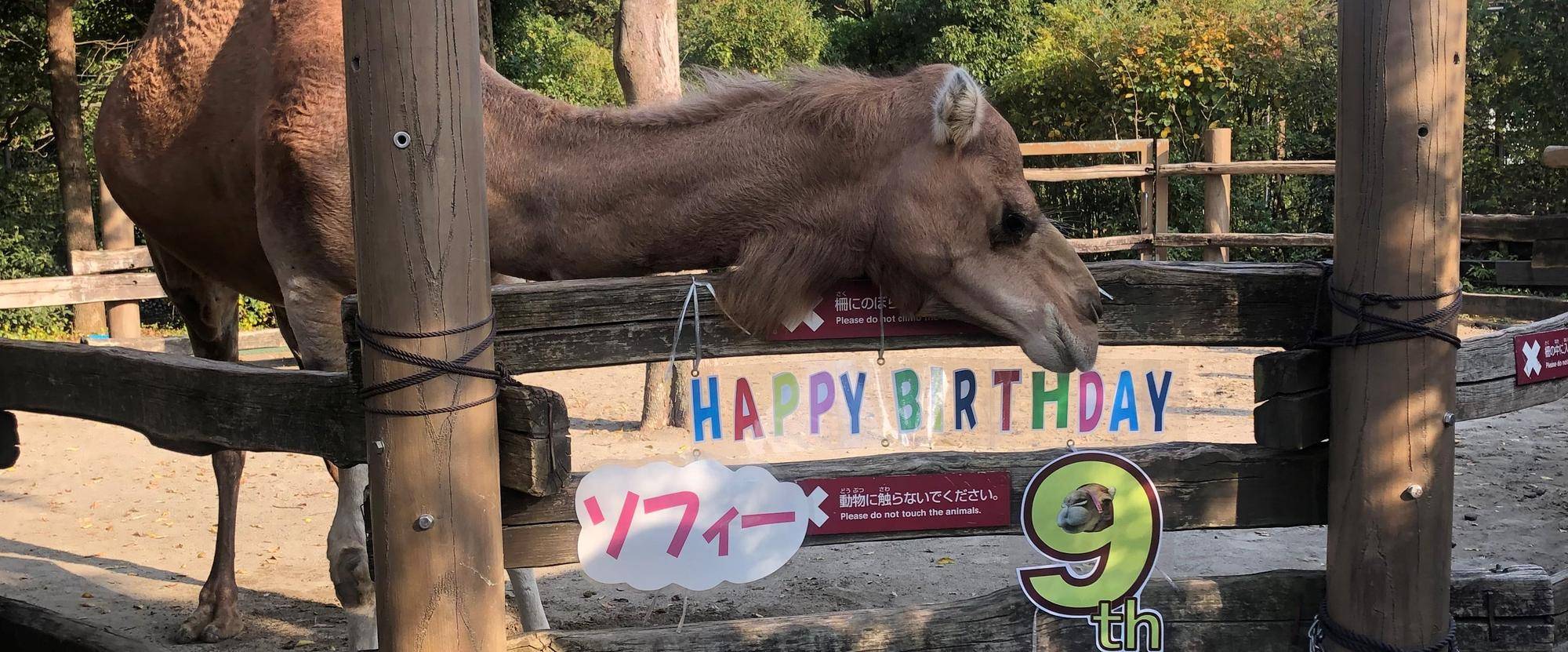 ソフィー 9歳になりました!の写真