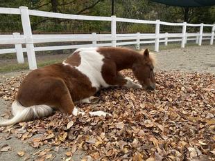 秋と言えば！！