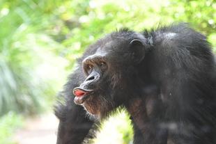 チンパンジー日記④