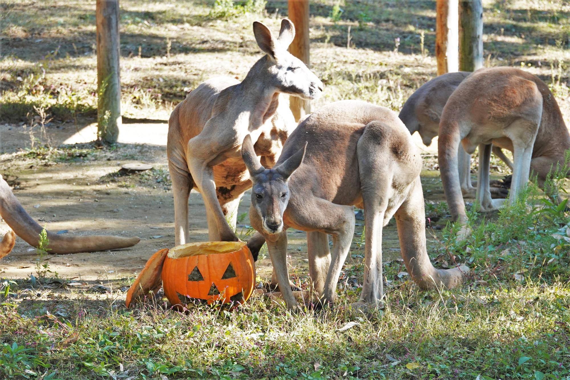 アカカンガルー ハロウィンガイドの裏側の写真