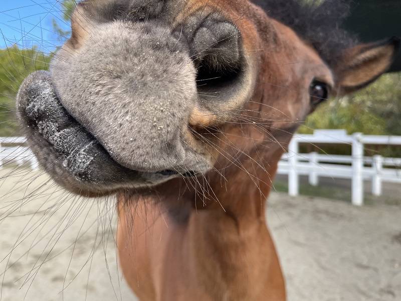 馬たちの唇事情。の写真