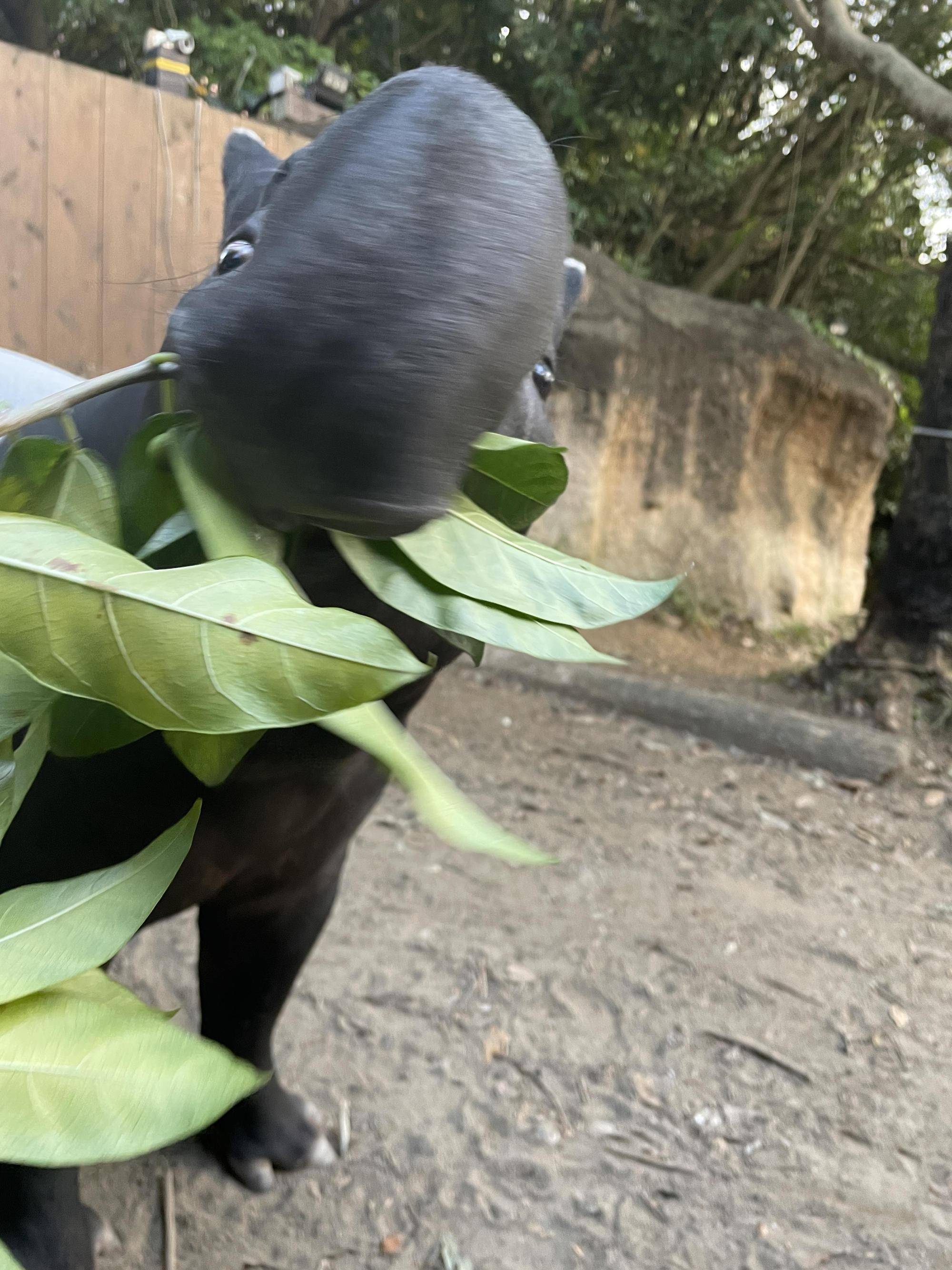 うり坊成長日記 興味がある方はどうぞ・・・編の写真