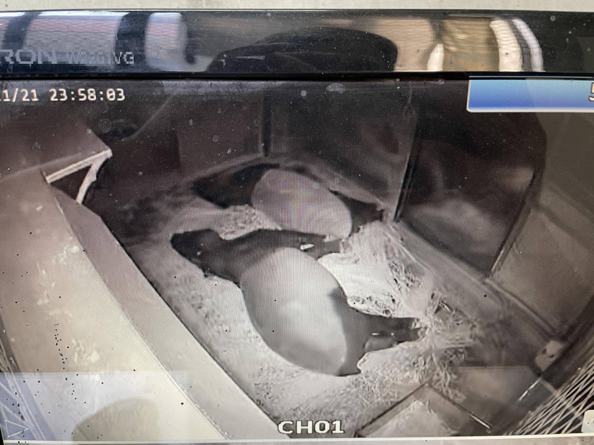 うり坊成長日記 いつでも見ている。編の写真