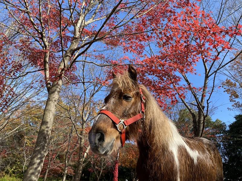 季節外れの紅葉狩りの写真