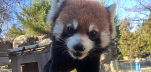 年の瀬と、まめたろう