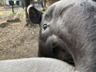 うり坊成長日記 おやこのはなし。編