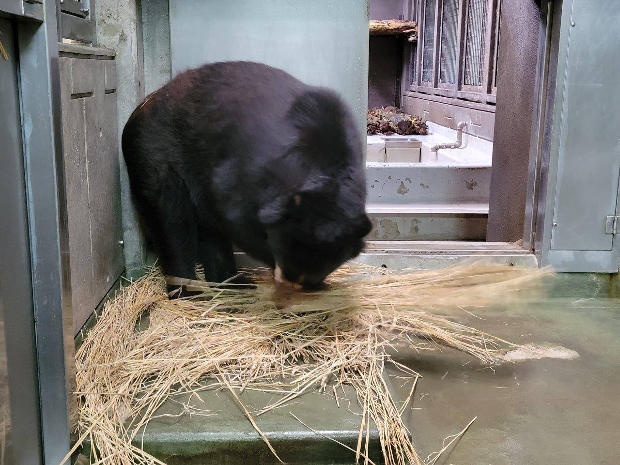 メガネグマの寝室にワラを入れ始めています・・・ルイス編の写真