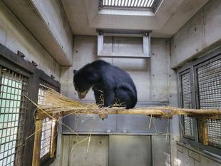 メガネグマの寝室にワラを入れ始めています・・・美雪編