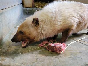 ヤブイヌのフキ近況情報・・・⑦