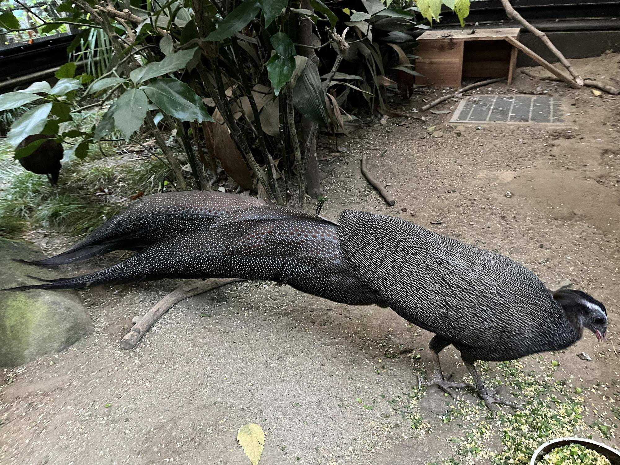 春の繁殖に向けて、、、の写真