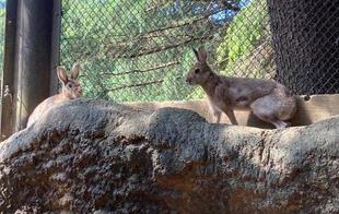 なずなとすずな、ついに○○デビュー