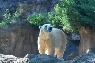 ジャンブイありがとう