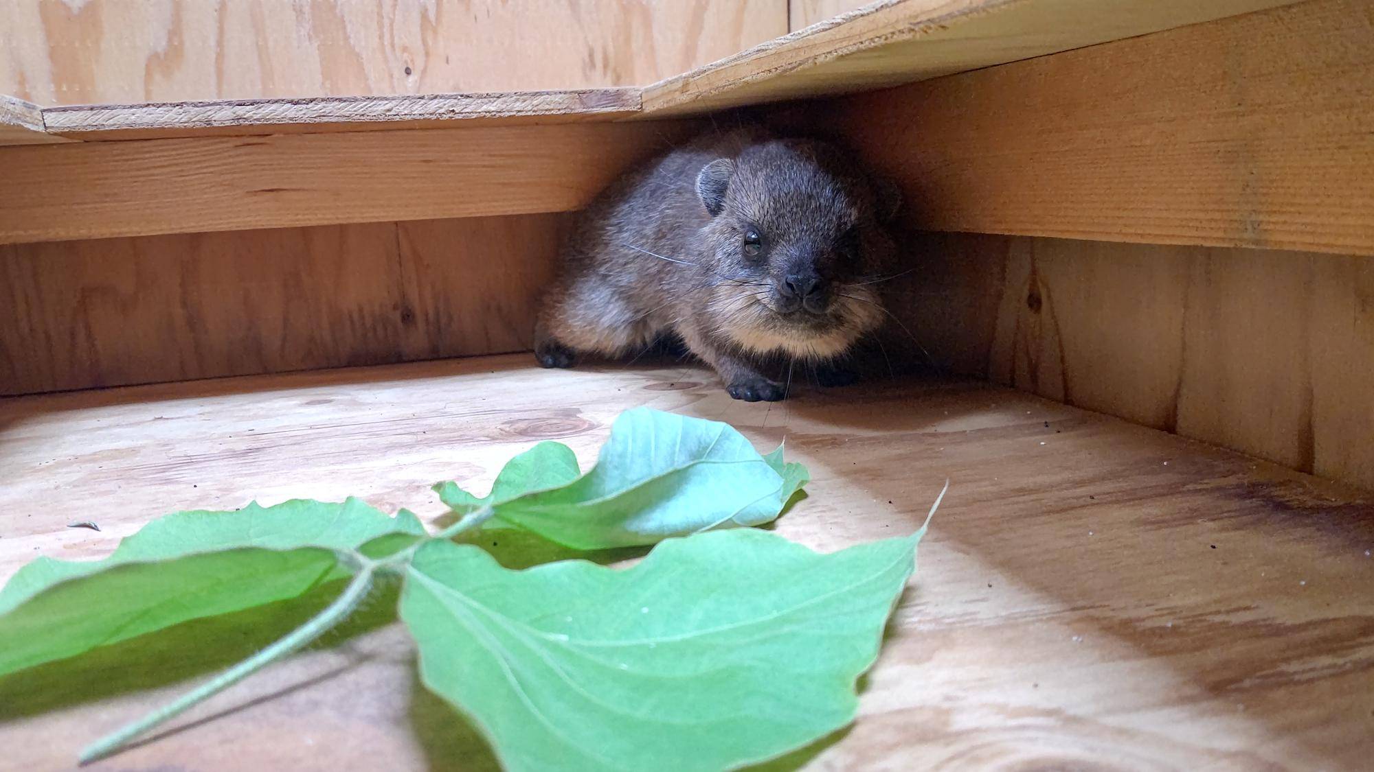 トロロともちの同居③の写真