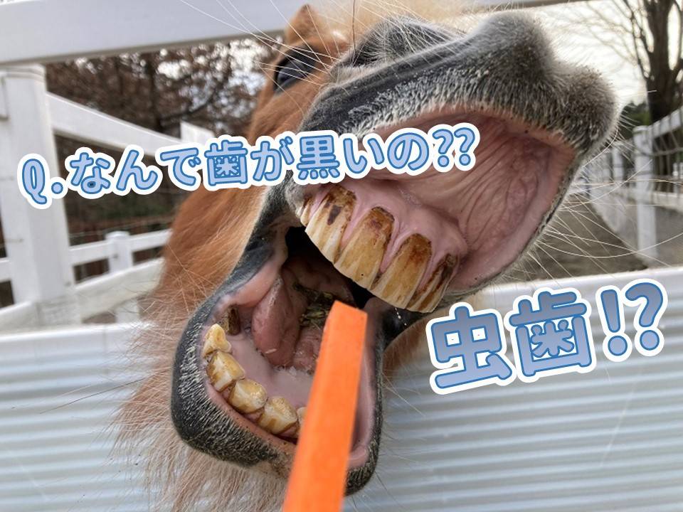 勝手にQ&A! その1の写真