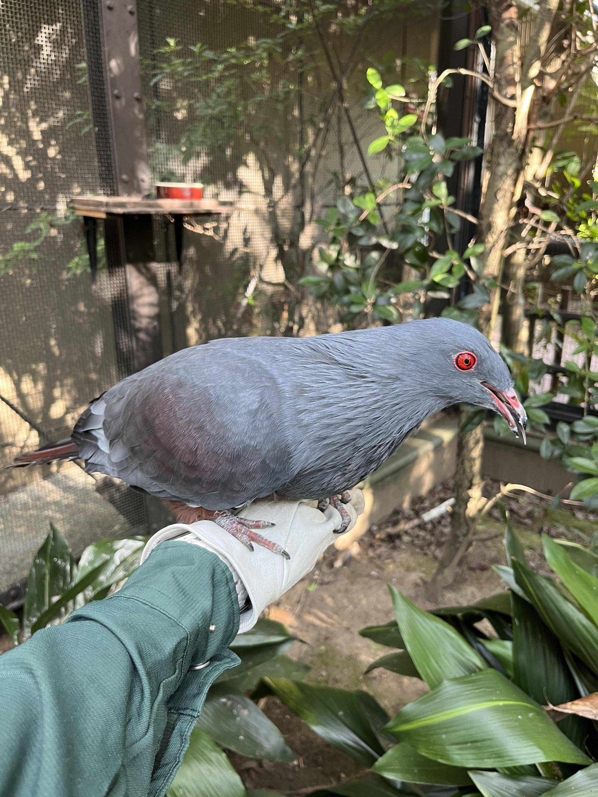 積極的なオオミカドバトの写真