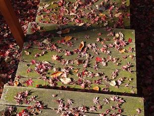 ~ 自然体験林 12月編 ~