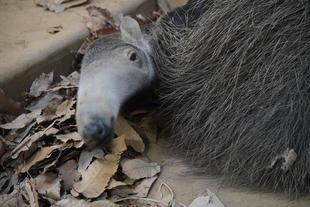 オレオ暖かくしています