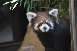 レッサーパンダすくすく成長日記　[展示場はいかが？]
