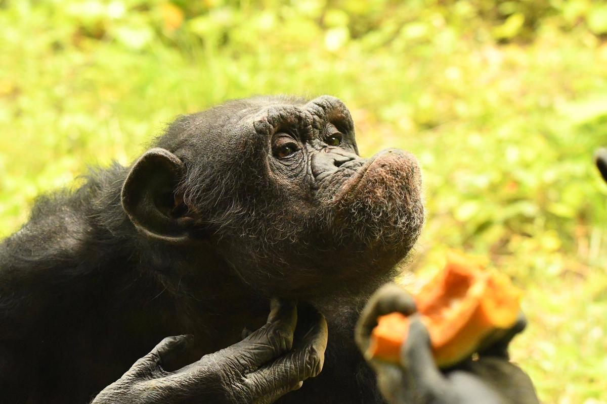チンパンジー日記⑥|チンパンジーの森日記｜ブログ|よこはま動物園