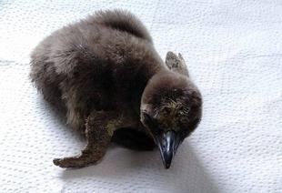 フンボルトペンギンを育てる その3