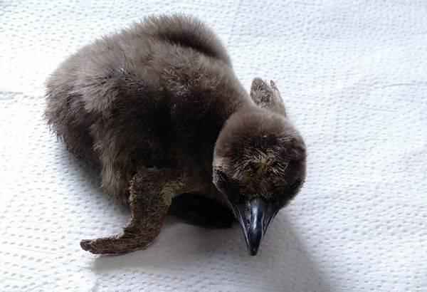 フンボルトペンギンを育てる その3の写真