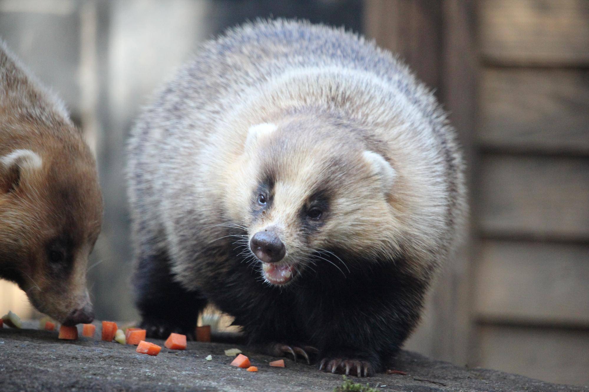 冬のニホンアナグマたちの写真