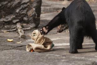 新たなエンリッチメントの試み(メガネグマ③)美雪編その②